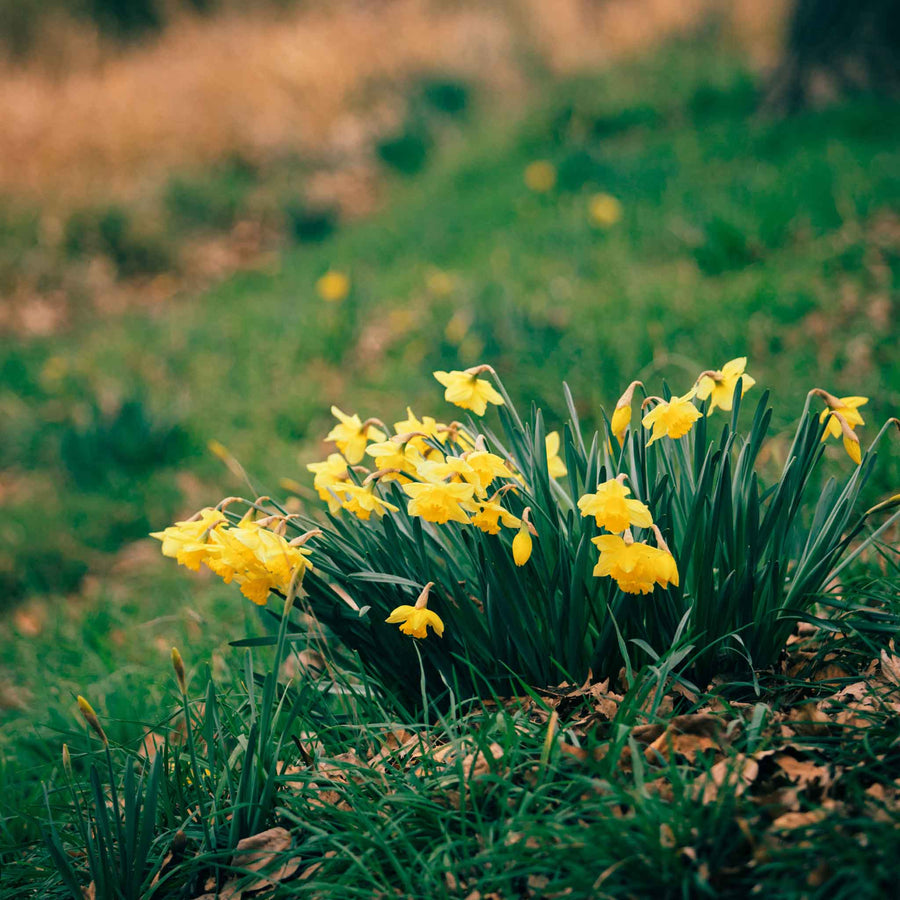 Celebrating the First Signs of Spring | True Grace Journal