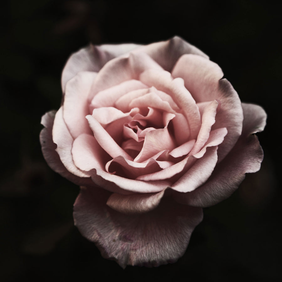 Moroccan Rose | True Grace