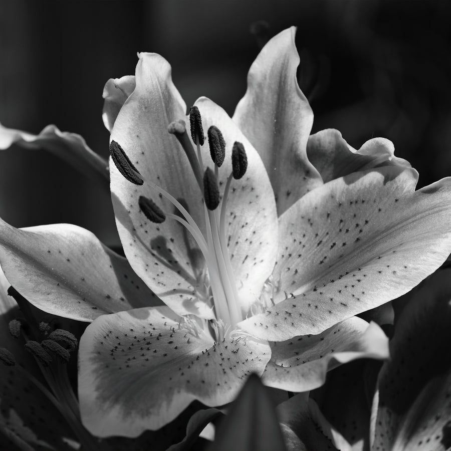 Black-lily by True Grace