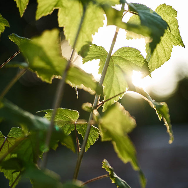 42 Blackcurrant Leaves