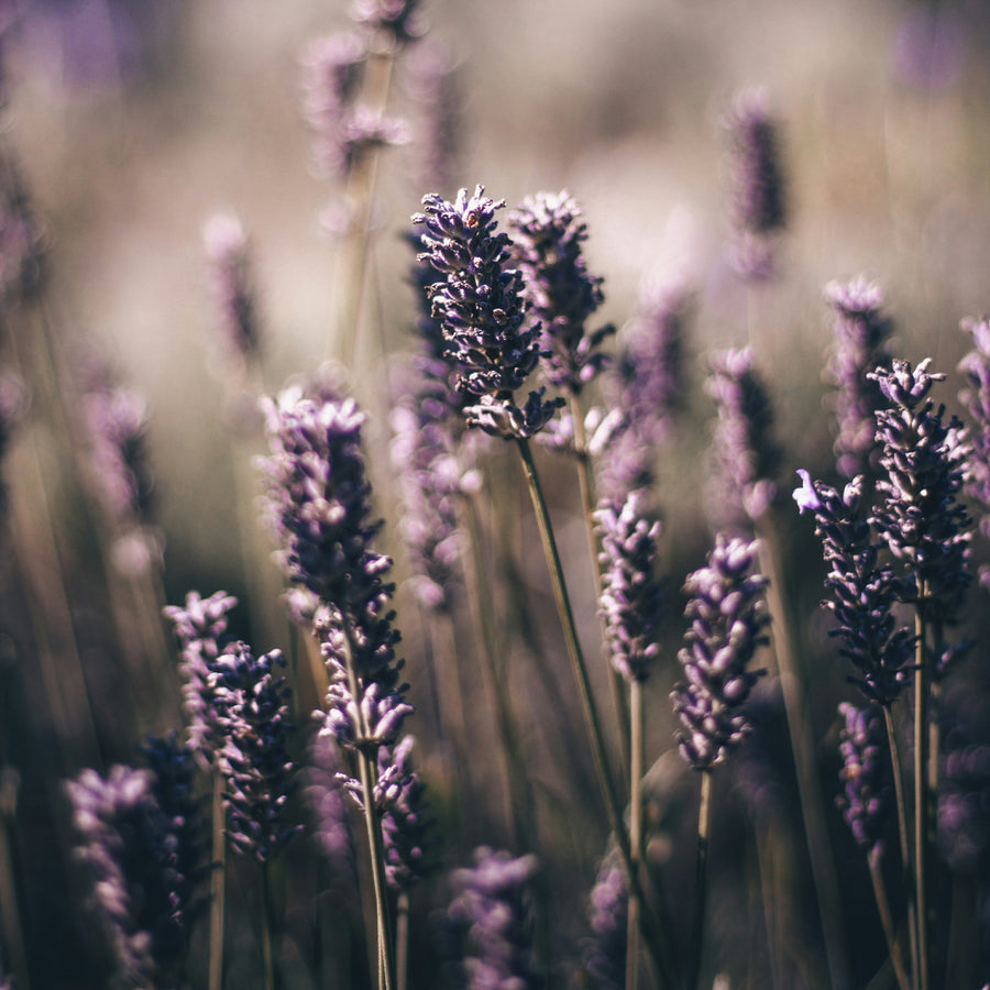 English-lavender by True Grace