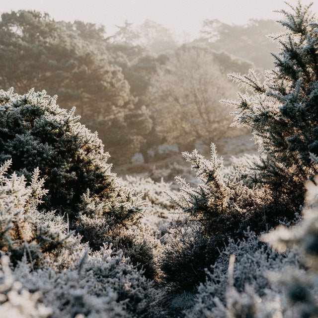 39 Village Christmas