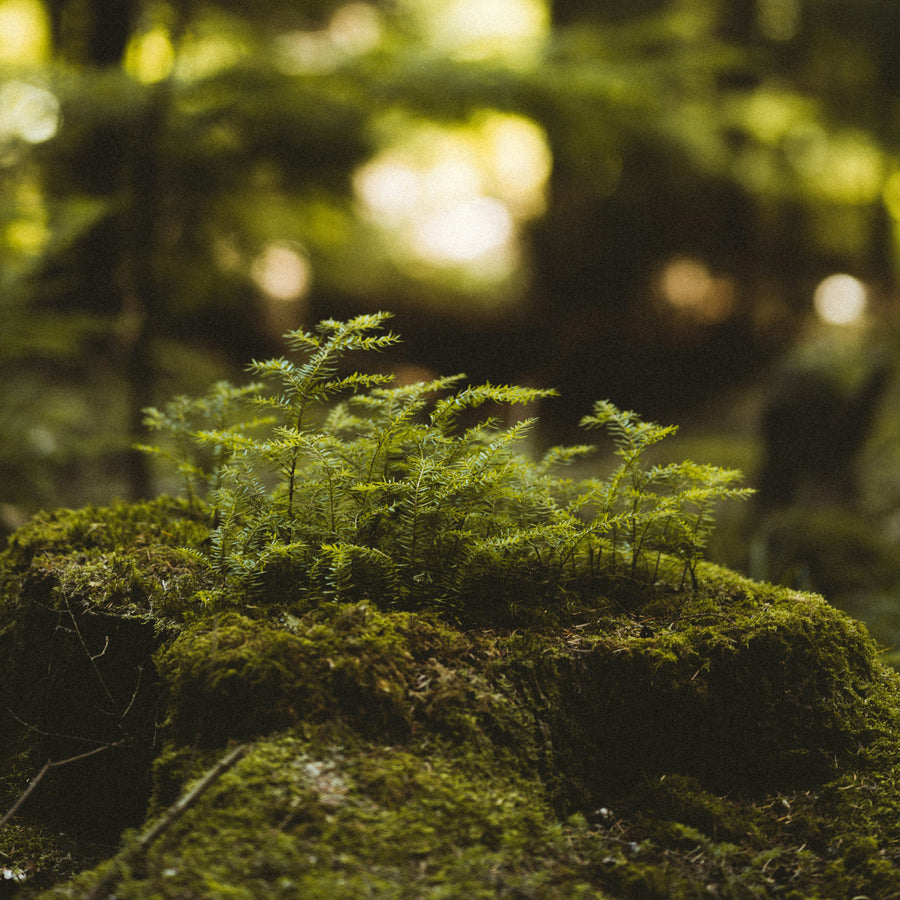Mossy Scents