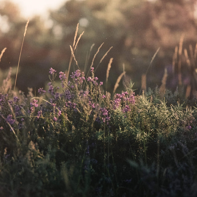 Rain or Shine Collection |  Year-Round Fragrances