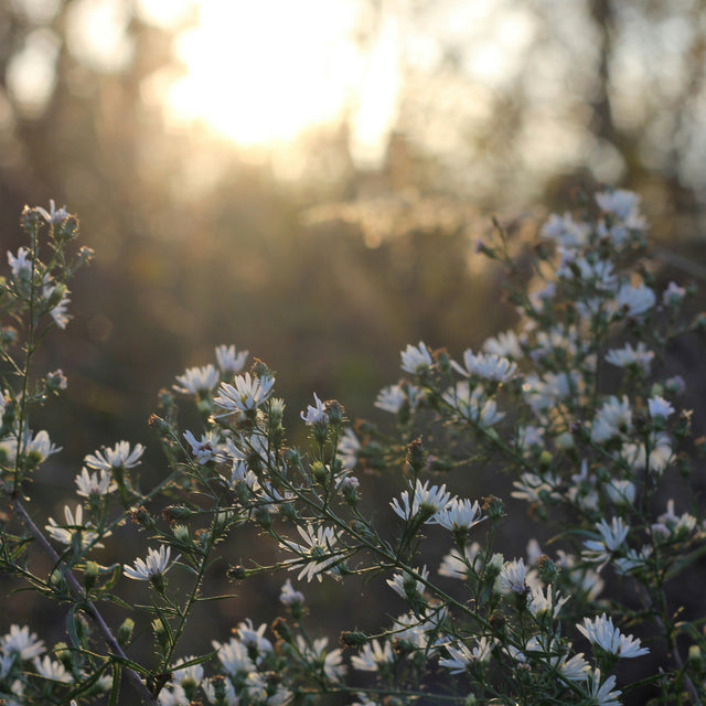 Spring & Summer Fragrances