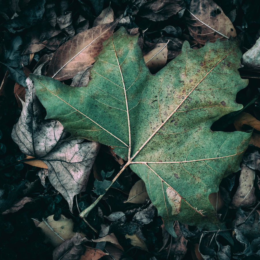 Earthy Scents
