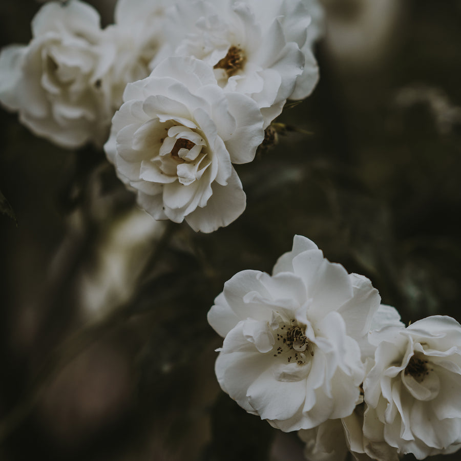Floral Scents | True Grace