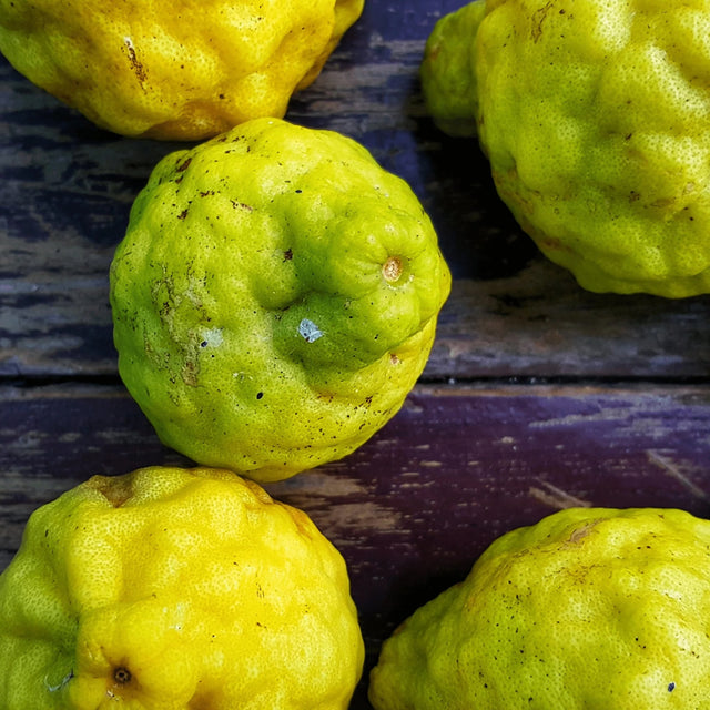 Bergamot