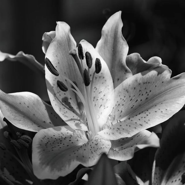 Black Lily