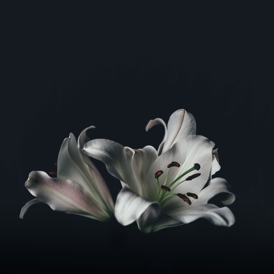 No.51 Black Lily | True Grace