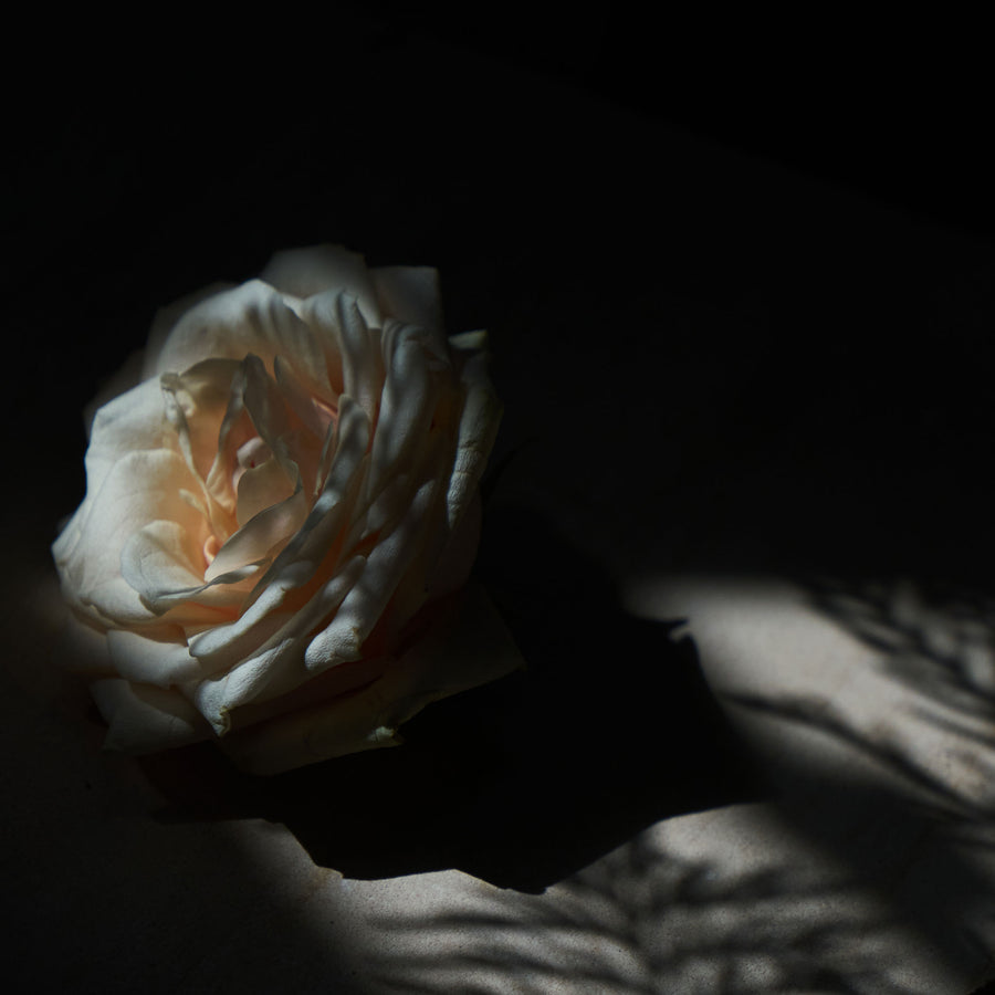 Cedar & Rose | True Grace