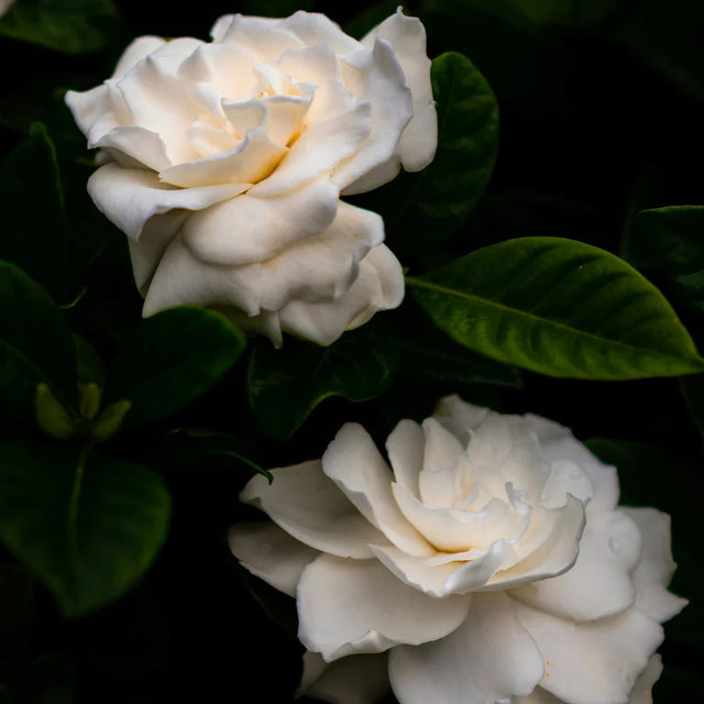 Gardenia