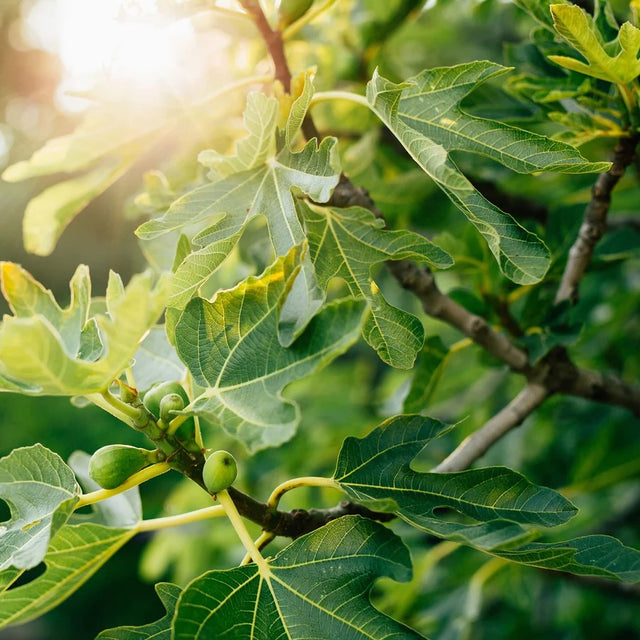 Green Fig