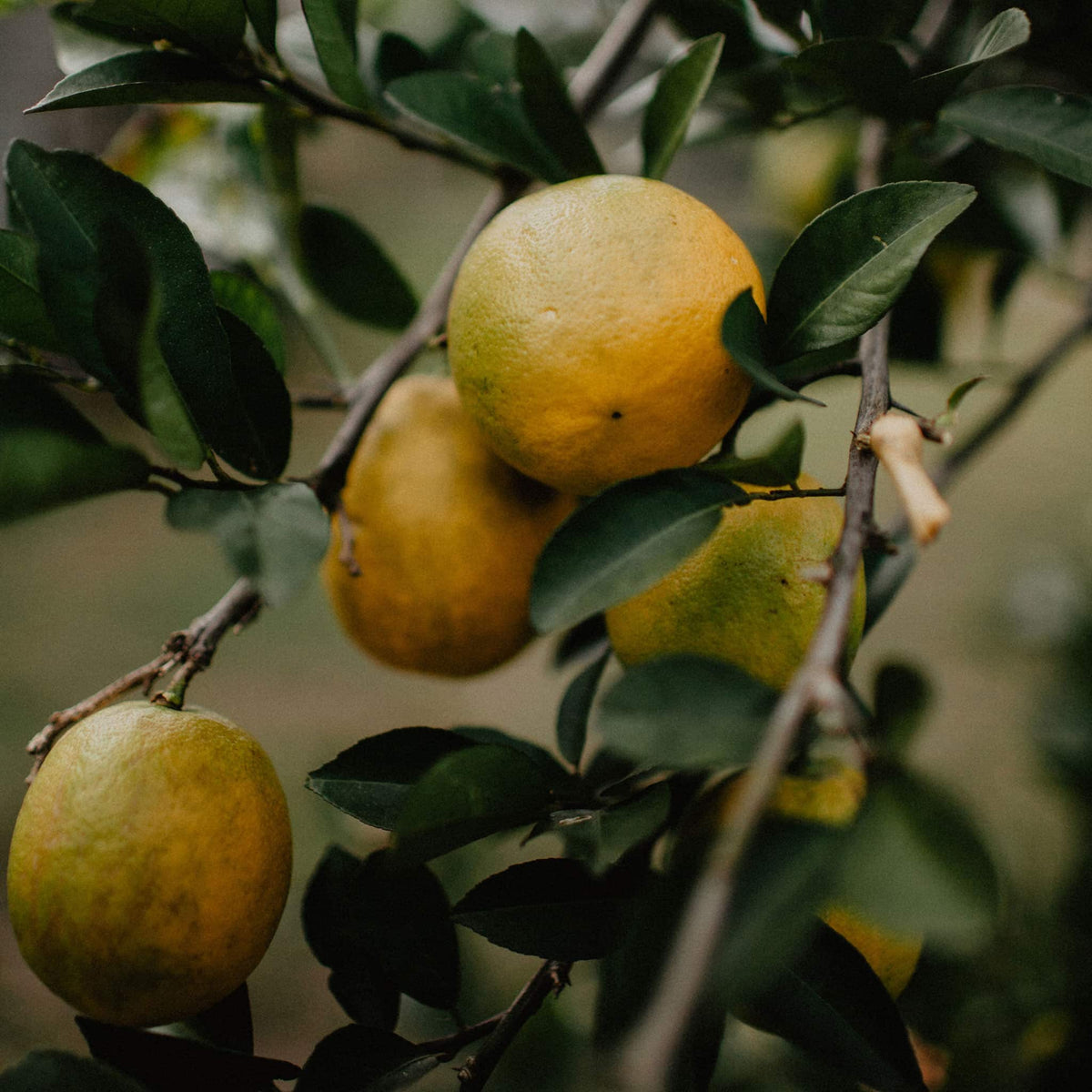 Lemon Tree | True Grace