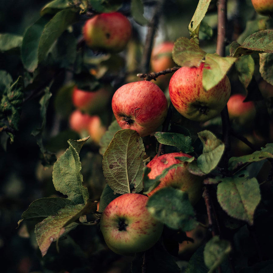 Orchard | True Grace