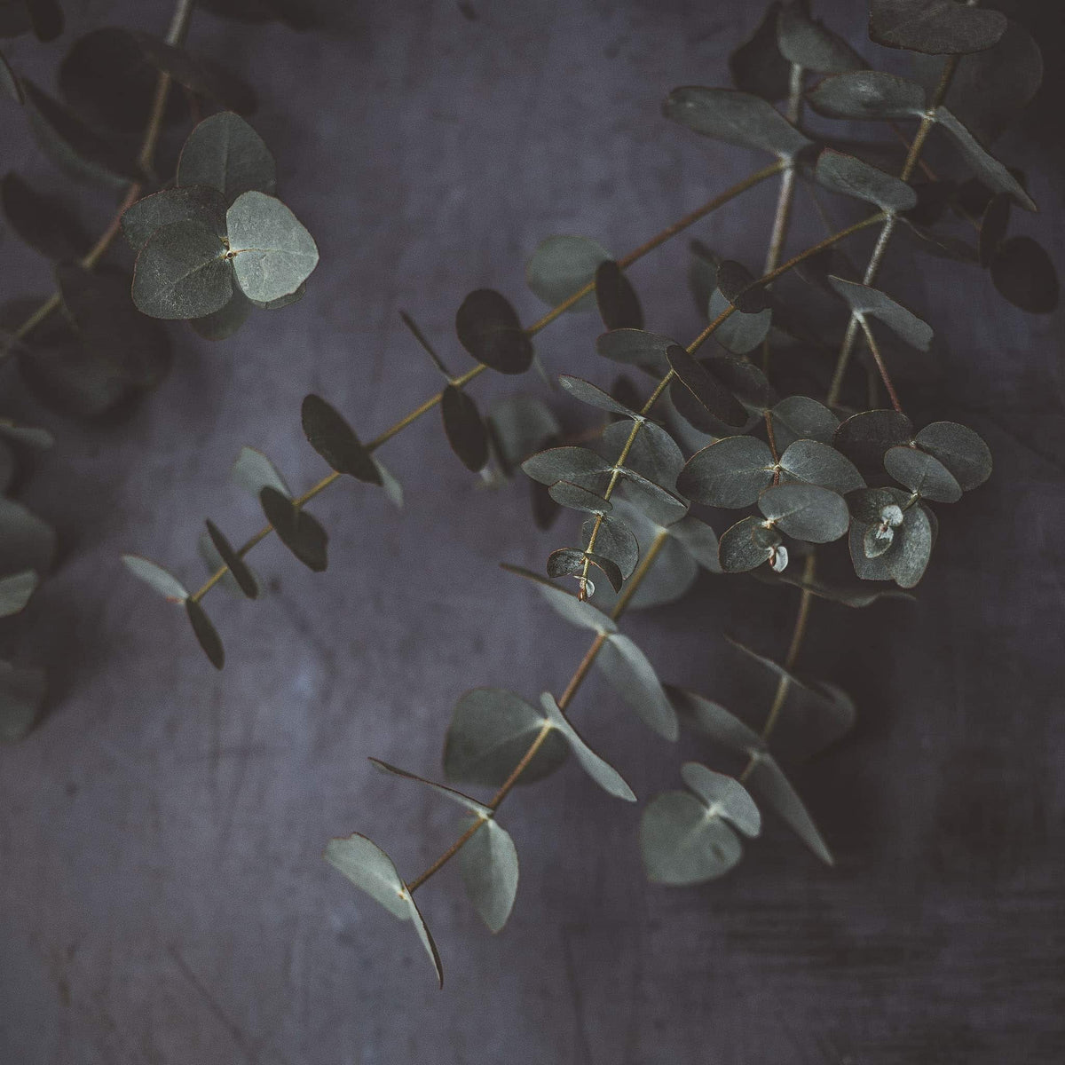 Eucalyptus plant on grey background | True Grace