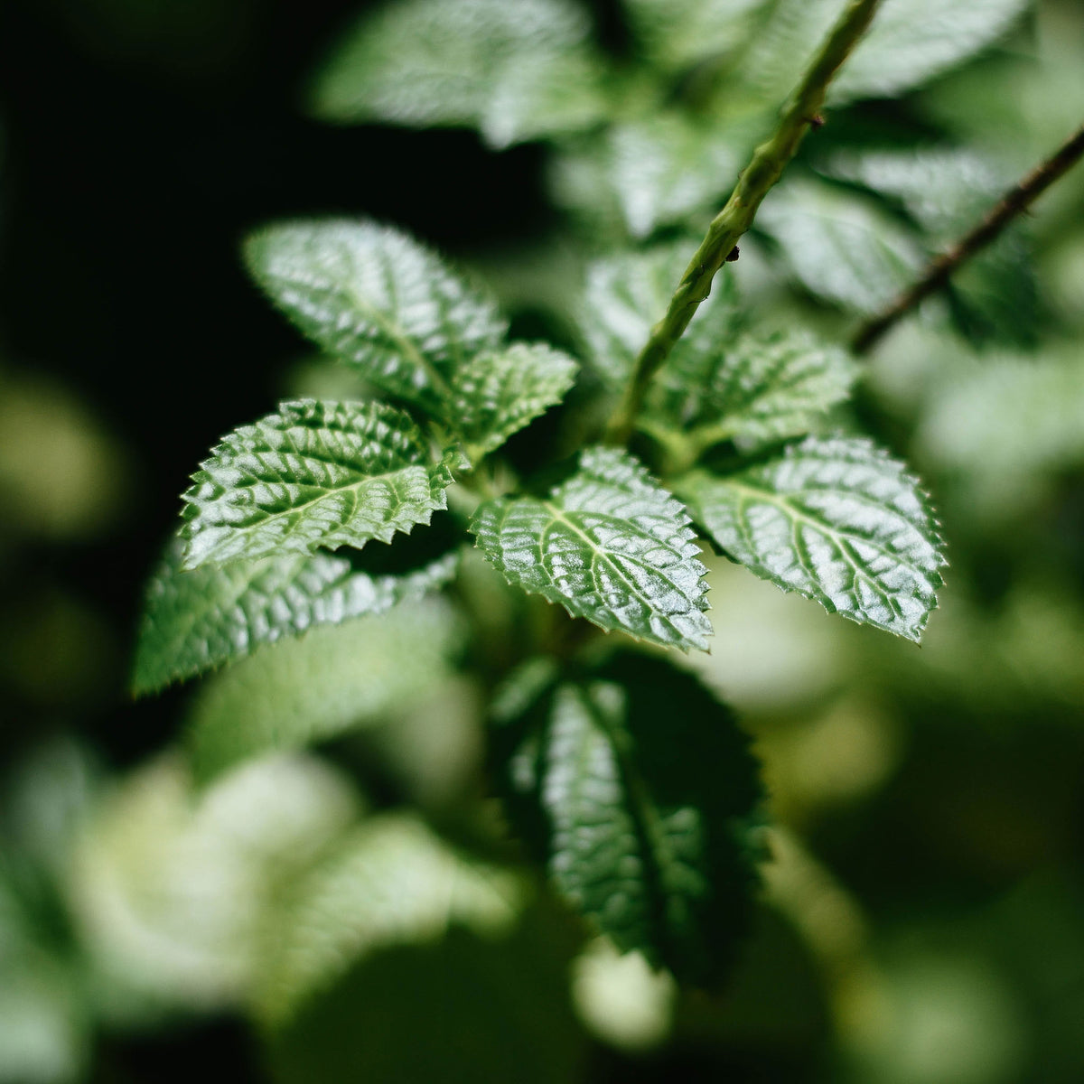 Wild Mint | True Grace