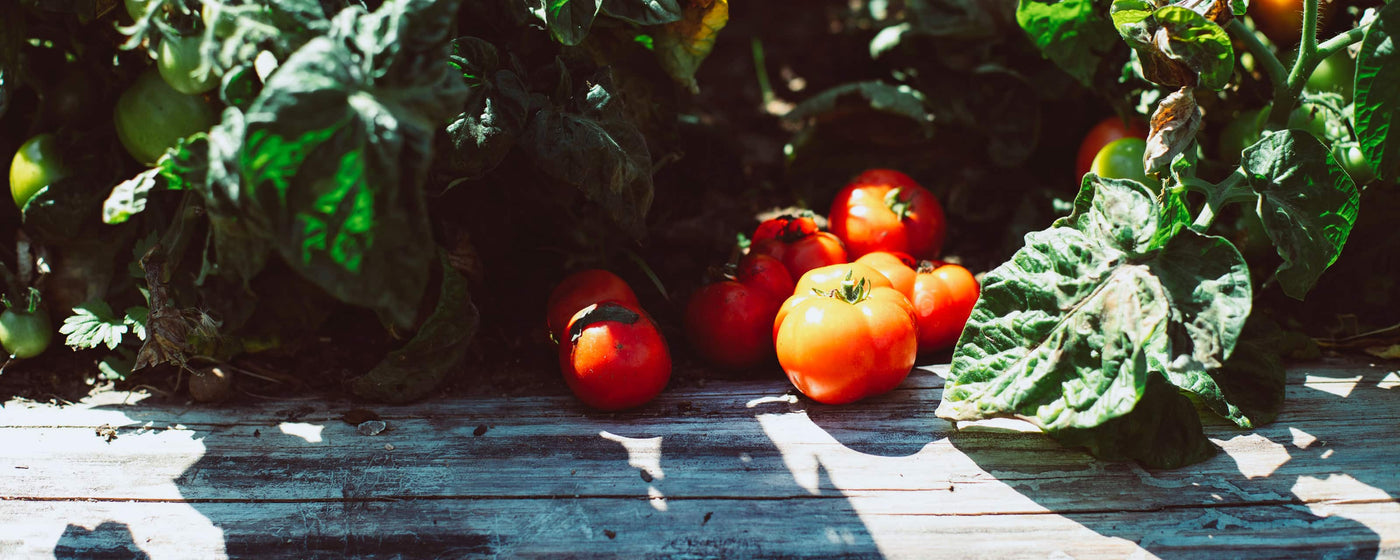 Tomatoes ripening in the sun | True Grace Gardener Gift Persona