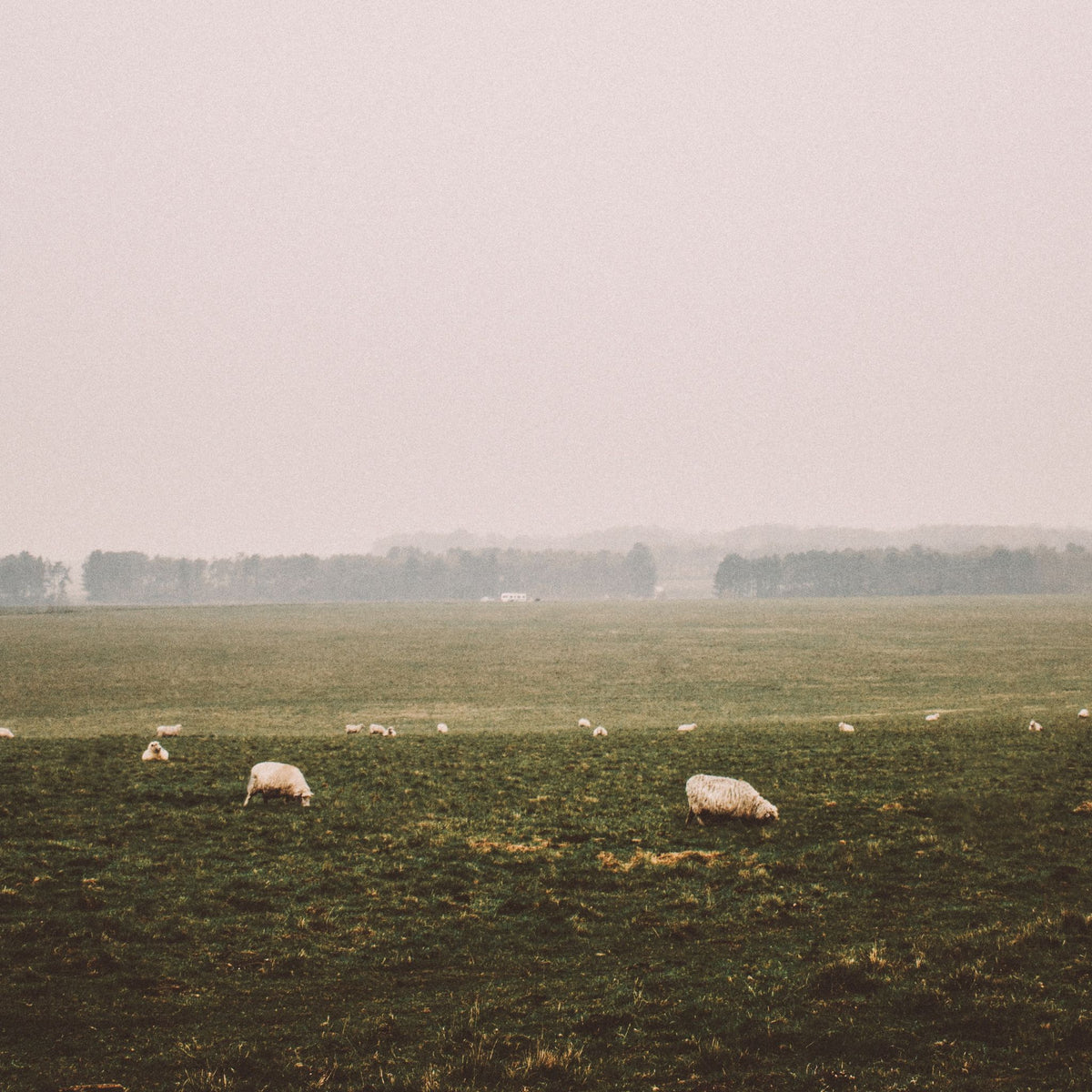 Sheep in Field On a Misty Morning | True Grace 