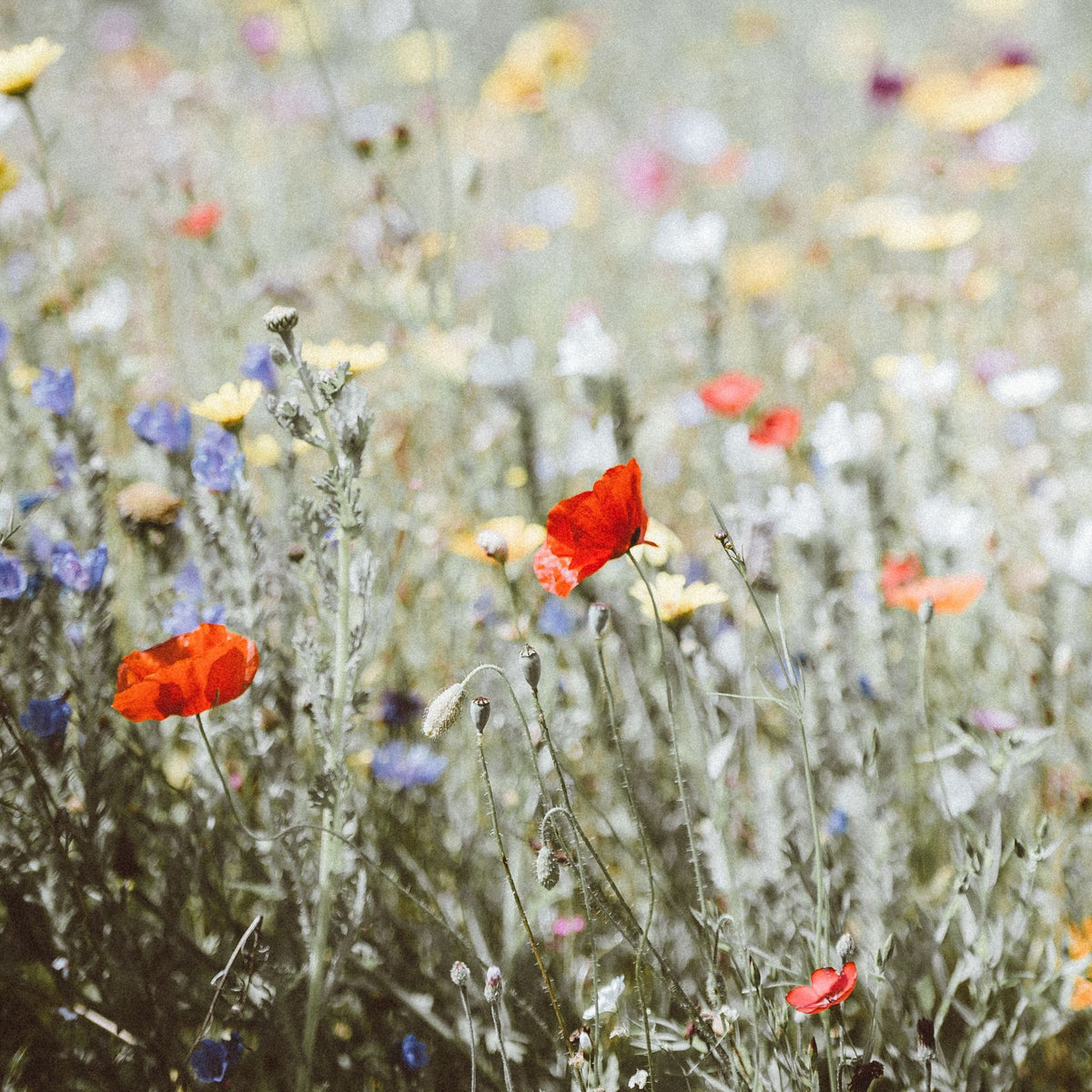 Wild flowers in a field | True Grace 