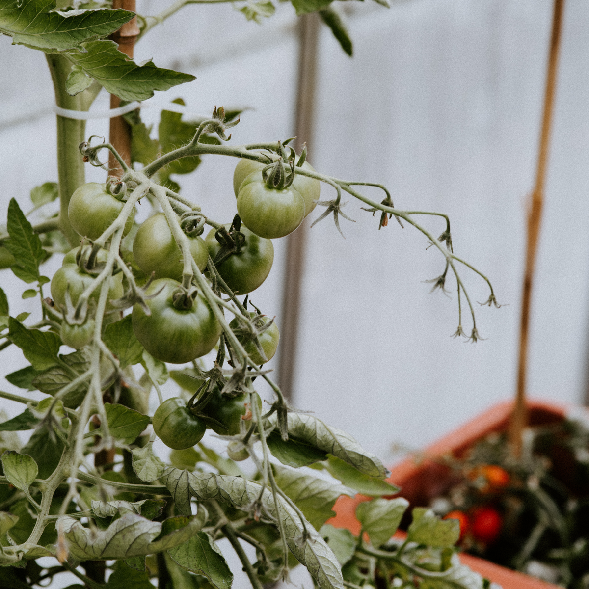 Vine Tomatoes | True Grace 