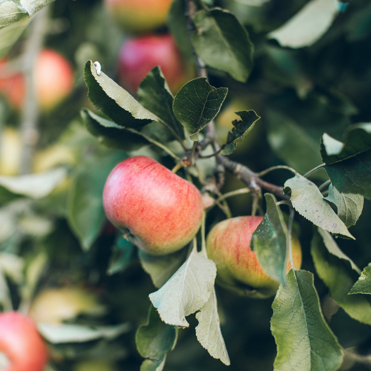 Apple Orchard | True Grace 