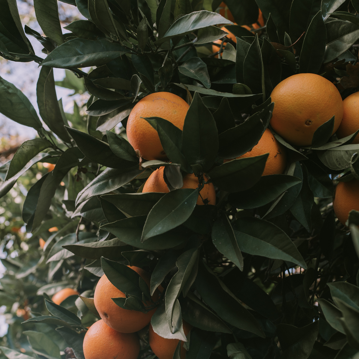 Orange Tree | True Grace 