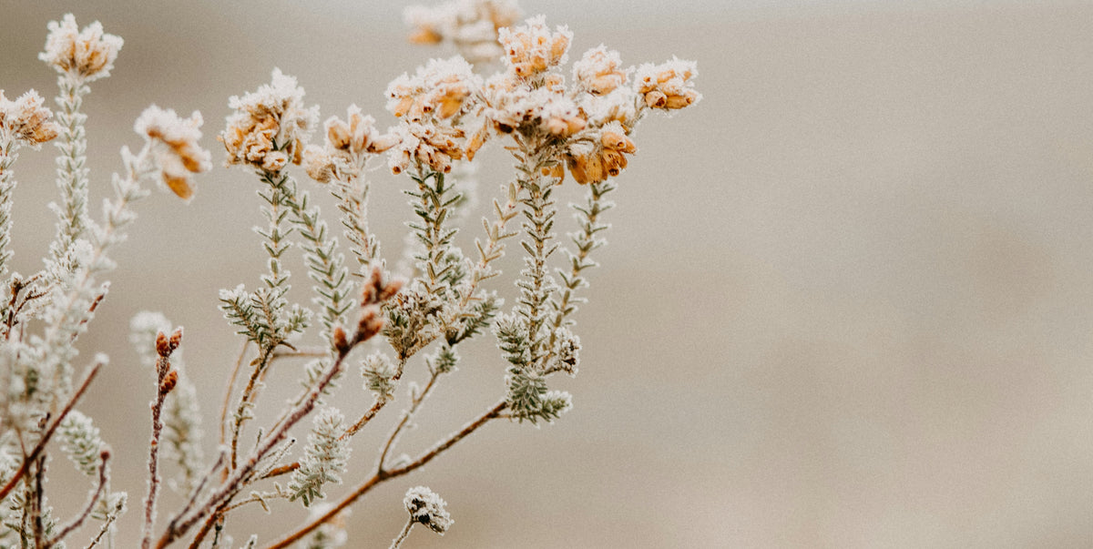 Flowers on a frosty day | True Grace home fragrance