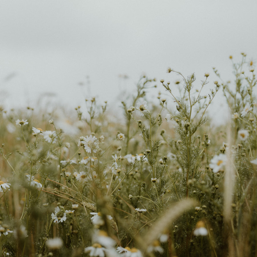 Pure Oils
