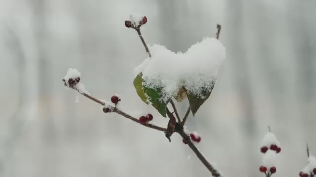 Snow falling on holly leaf | True Grace home fragrances